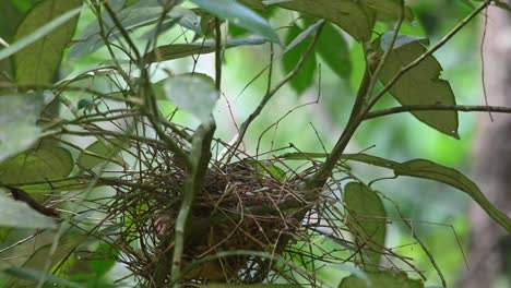 Seen-on-the-right-side-of-the-nest-taking-a-fecal-sac-from-a-nestling-then-flies-away,-Common-Green-Magpie,-Cissa-chinensis-Midnightsonata,-Thailand