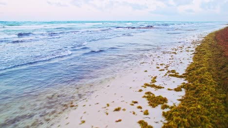 Drone-Footage-Flying-Low-Over-White-Sandy-Beach-Covered-In-Yellow-Sargassum-Seaweed-In-Tulum-Mexico