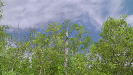 Grüne-Blätter-Bäume-Wehen-Im-Wind-Mit-Blauem-Himmel