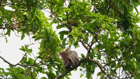 Preening-its-right-wing-during-a-windy-afternoon-in-the-forest-canopy,-Spot-bellied-Eagle-owl-Bubo-nipalensis,-Kaeng-Krachan-National-Park,-Thailand