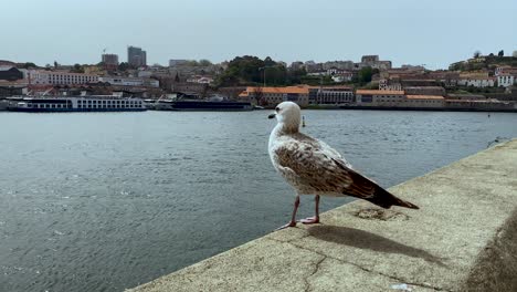 A-seagull-looks-into-the-lens-and-turns-its-gaze-toward-the-Vila-Nova-de-Gaia-neighborhood-in-Porto,-Portugal