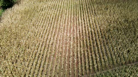 Drone-surveying-maize-farm-in-kenya