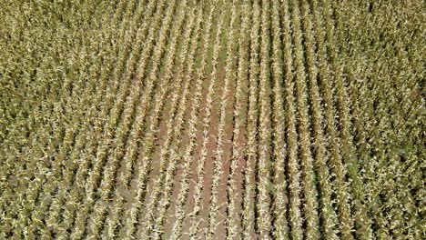 Aerial-drone-view-of-the-corn-maize-farm-in-Rural-Kenya