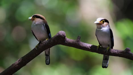 Both-parents-ready-to-deliver-food-as-they-look-around-then-the-male-flies-away-to-deliver,-Silver-breasted-Broadbill,-Serilophus-lunatus,-Kaeng-Krachan-national-Park,-Thailand
