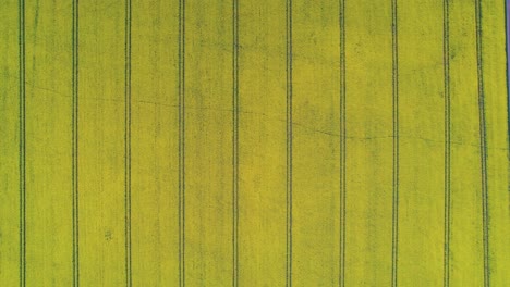 Aerial-top-down-sideways-over-rapeseed-yellow-fields,-Yorkshire-in-England