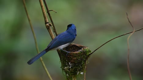 A-male-individual-perched-on-its-nests-looking-around-while-the-nestlings-are-begging-for-food,-Black-naped-Blue-Flycatcher,-Hypothymis-azurea,-Kaeng-Krachan,-Thailand