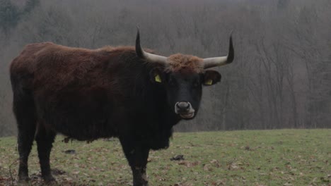 Longhorn-Highland-Bull-Catlle-Weidet-Und-Kaut-Gras