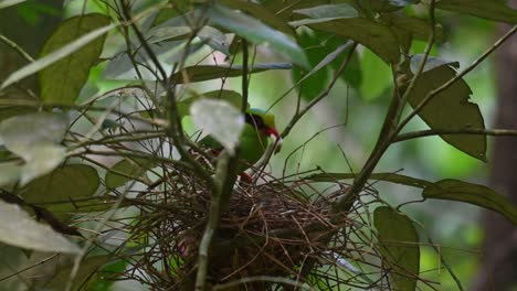 Taking-away-a-fecal-sac-from-one-of-its-nestlings,-Common-Green-Magpie,-Cissa-chinensis-Midnightsonata,-Thailand