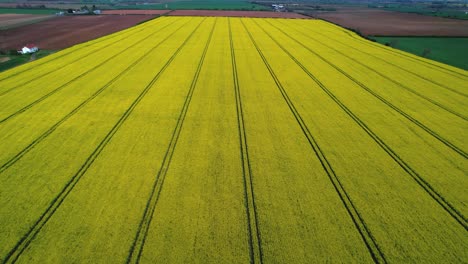 High-angle-aerial-view-of-Yorkshires-fields-of-Rapeseed-plants