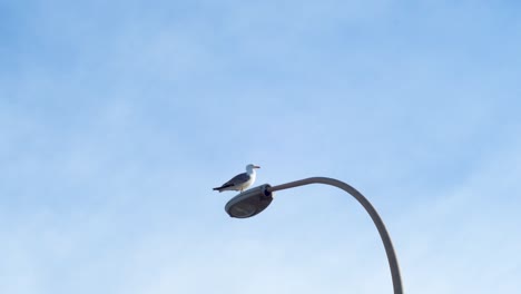 View-from-below-of-a-seagull-perched-on-a-lamppost-with-the-sky-in-the-background