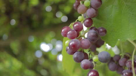 Bunch-of-red-wine-grapes-hanging-down-from-vines-in-vineyard