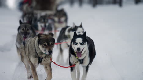 Primer-Plano-De-Huskies-Siberianos-Corriendo-Y-Tirando-De-Un-Trineo-Durante-La-Temporada-De-Invierno-En-Muonio,-Finlandia