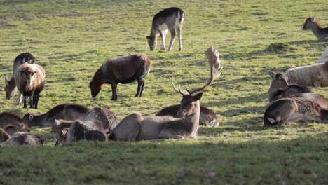 Majestic-male-deer-resting-with-herd-in-animal-farm,-while-sheep-is-grazing-on-grass