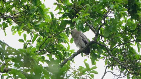 Looking-to-its-right-while-roosting-during-the-day,-Spot-bellied-Eagle-owl-Bubo-nipalensis,-Kaeng-Krachan-National-Park,-Thailand