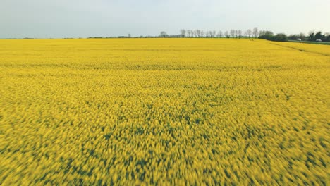 Drone-flying-low-altitude-over-rapeseed-yellow-field-in-Yorkshire,-England