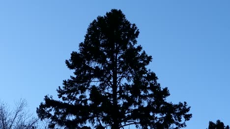 Baum-Während-Eines-Sonnenuntergangs-Mit-Einem-Dunklen-Aussehen-Und-Wiegend-Mit-Dem-Wind