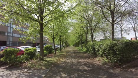 A-walkway-between-an-avenue-of-trees-in-an-English-town-in-spring,-tilt-up