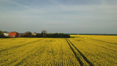 Rapeseed-Fields-in-Yorkshire,-low-level-aerial-flight-over-agricultural-fields-in-the-Midlands