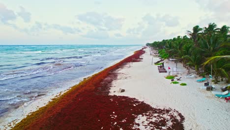 Rotalgen-Sargassum-Befallener-Tropischer-Strand-In-Mexiko