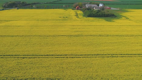 Rapeseed-yellow-field-in-Yorkshire,-England.-Aerial-sideways