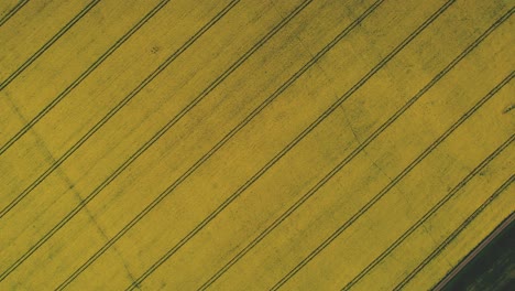 Birdseye-top-down-view-of-fields-of-rapeseed-plants-in-the-Midlands-of-England,-Yorkshire