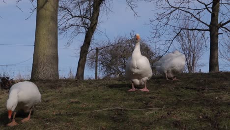 Domesticated-bird-livestock,-farm-scene-with-three-geese,-walking,-curiously-wacthing-in-camera-and-resting