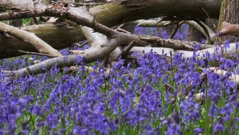 Wild-Bluebell-flowers-in-full-bloom-in-and-English-woodland-in-a-gentle-breeze