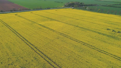 Smooth-tilt-down-aerial-view-of-the-expansive-rapeseed-oil-fields-of-Yorkshire-England