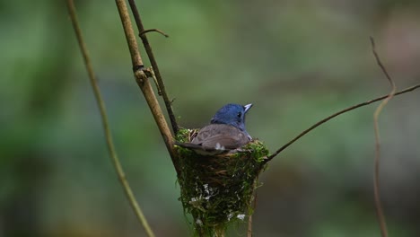 A-female-sitting-in-the-nest-waiting-to-be-replaced,-Black-naped-Blue-Flycatcher,-Hypothymis-azurea,-Kaeng-Krachan,-Thailand