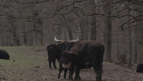 Small-baby-cattle-is-sucking-milk-from-mom-cow