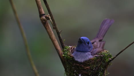 A-female-captured-from-its-front-side-as-it-is-sitting-on-its-nest-looking-around,-Black-naped-Blue-Flycatcher,-Hypothymis-azurea,-Kaeng-Krachan,-Thailand