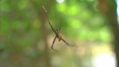 A-spider's-web-is-woven-in-which-the-prey-is-caught-and-eaten