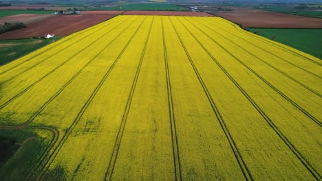 Rapeseed-field-in-Yorkshire,-England.-Aerial-descending