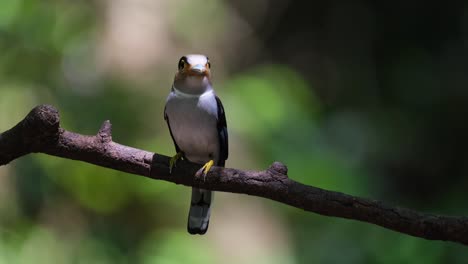 Ein-Weibchen,-Das-Auf-Einem-Ast-Tief-Im-Wald-Mit-Futter-Im-Mund-Sitzt,-Silberbrust-breitschnabel,-Serilophus-Lunatus,-Kaeng-krachan-nationalpark,-Thailand