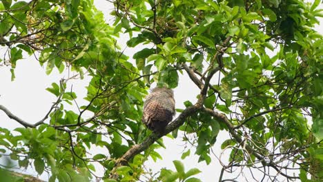 Federn-Bewegen-Sich,-Wenn-Der-Wind-Weht,-Während-Sie-Auf-Einem-Ast-Hoch-Oben-In-Einem-Baum-Im-Dschungel-Sitzen,-Spot-bellied-Eagle-owl-Bubo-Nipalensis,-Kaeng-Krachan-Nationalpark,-Thailand