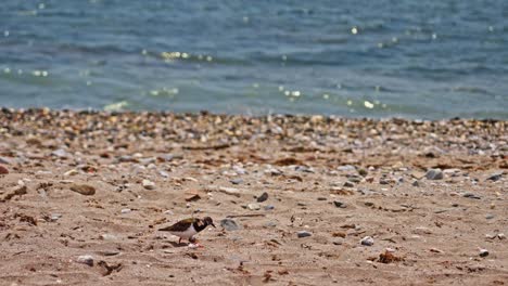Slow-motion-shot-of-sandpiper-at-the-beach