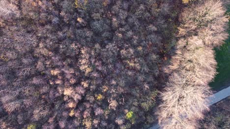 Drone-flyover-leafless-tree-forest