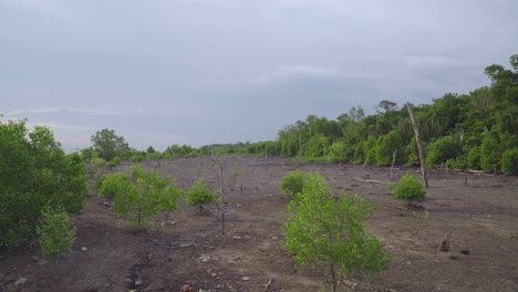 Tropical-mangrove-trees-and-dead-trees-during-low-tide-period-with-rainforest-and-cloudy-sky-background