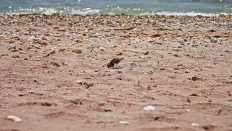 Sandpiper-feeding-itself-at-the-beach
