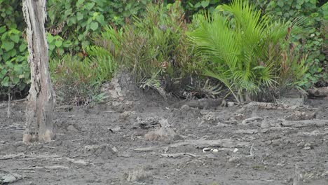 Water-Monitor-Lizard-in-swamp-and-mud-flats