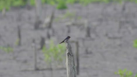 Pacific-swallow-flying-and-perching-on-dead-tree