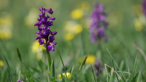 The-rare-Green-Winged-Orchid-flowering-in-Spring-in-a-meadow-in-Worcestershire,-England