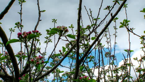 Beautiful-Spring-Apple-tree-flowers-blossom-timelapse,-close-up
