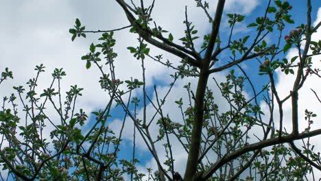 Schöne-Frühlingsapfelbaumblumen-Blühen-Zeitraffer,-Nahaufnahme