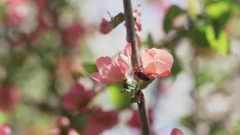 Close-Up-Of-Bee-Pollinating-Japanese-Quince-Flower-in-Slow-Motion