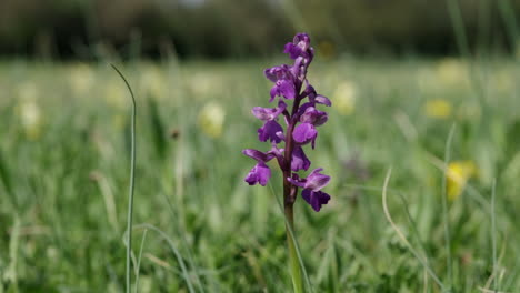 The-rare-Green-Winged-Orchid-flowering-in-Spring-in-a-meadow-in-Worcestershire,-England