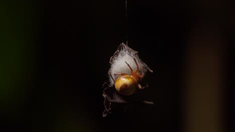 Inclinar-Hacia-Abajo-Revelando-Orb-Weaver-Spider-Construyendo-Saco-De-Huevos-En-La-Selva-De-Tambopata