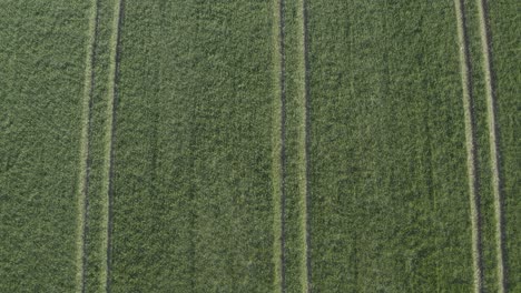 Tractor-tire-tracks-run-in-parallel-rows-in-green-crop-field-aerial