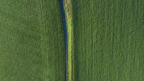Aerial-top-down-view-of-green-farmland-and-rural-road-in-the-middle