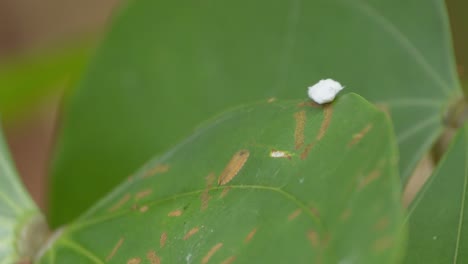 A-white-Flatidae-insect-walks-around-on-the-edge-of-a-large-green-tropical-leaf,-follow-shot